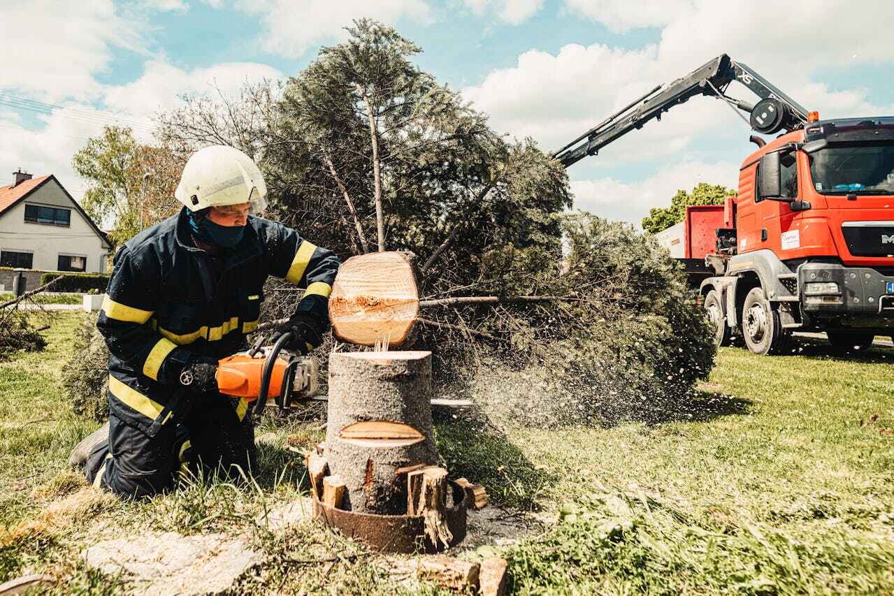 Mount Sterling, IL Tree Service Company